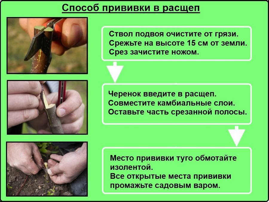 Алыча: выращивание в саду, обрезка, прививка