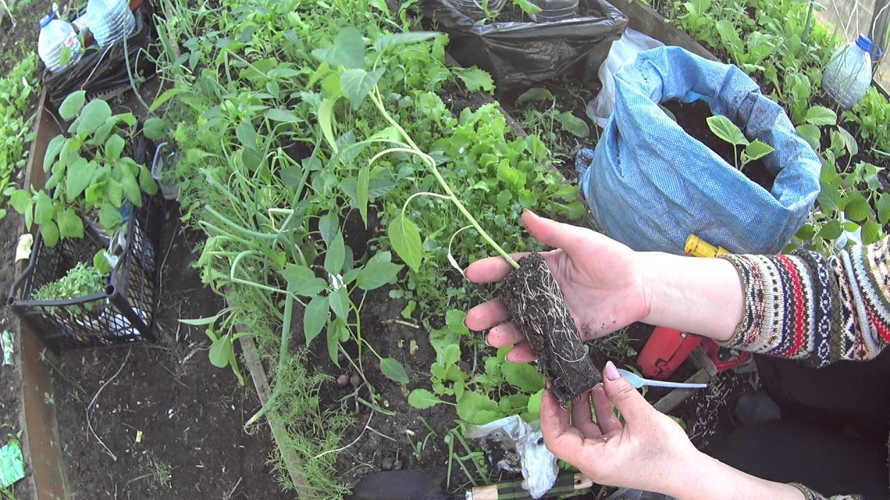 Когда сажать и высаживать помидоры в грунт, теплицу в 2022