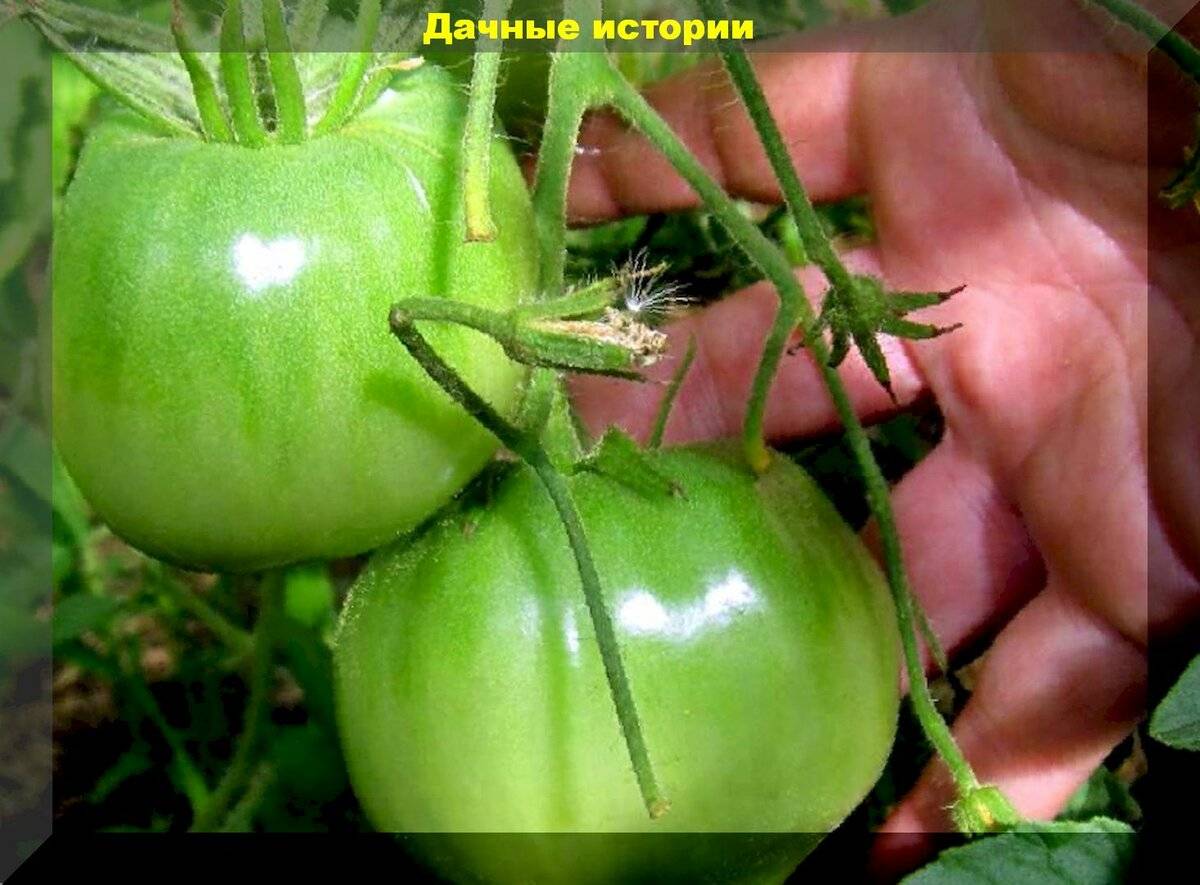 Томат царевна лягушка: характеристика и описание зеленоплодного сорта с фото