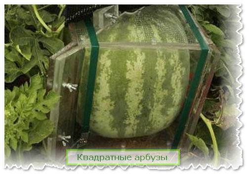Квадратный арбуз: что он из себя представляет, как и где выращивается, его преимущества и недостатки, фото