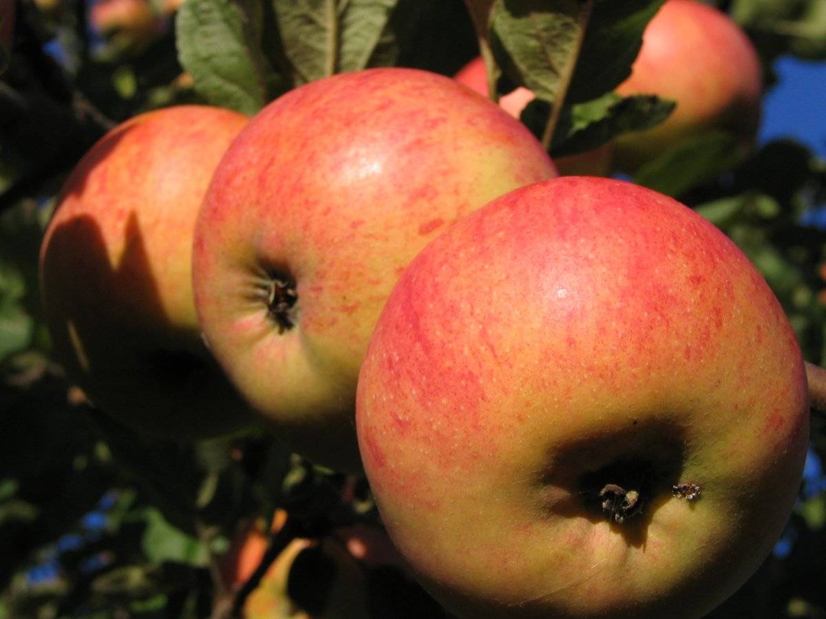 Яблоня штрейфлинг — сортовые особенности