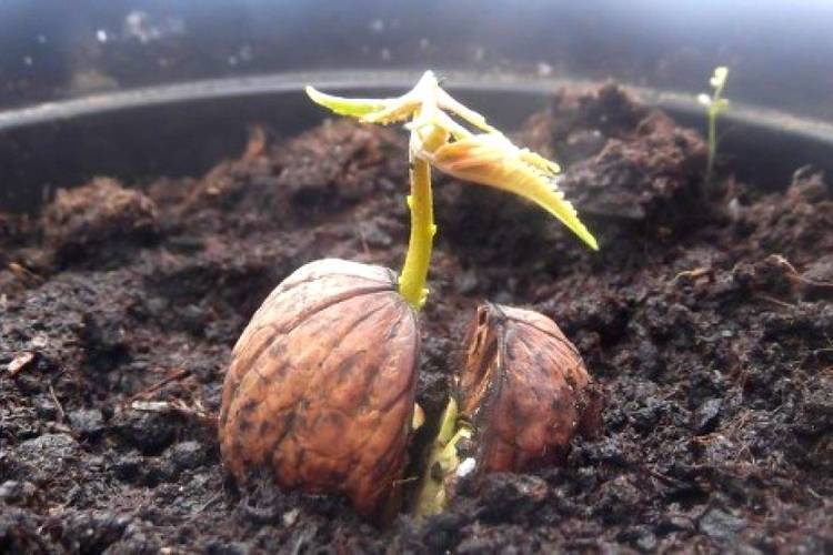 Как правильно посадить грецкий орех: выращивание из саженца и плода