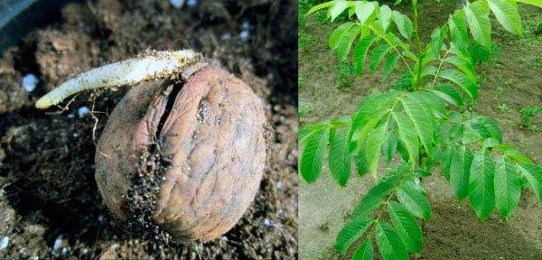 Как вырастить грецкий орех из семян в виде ореха