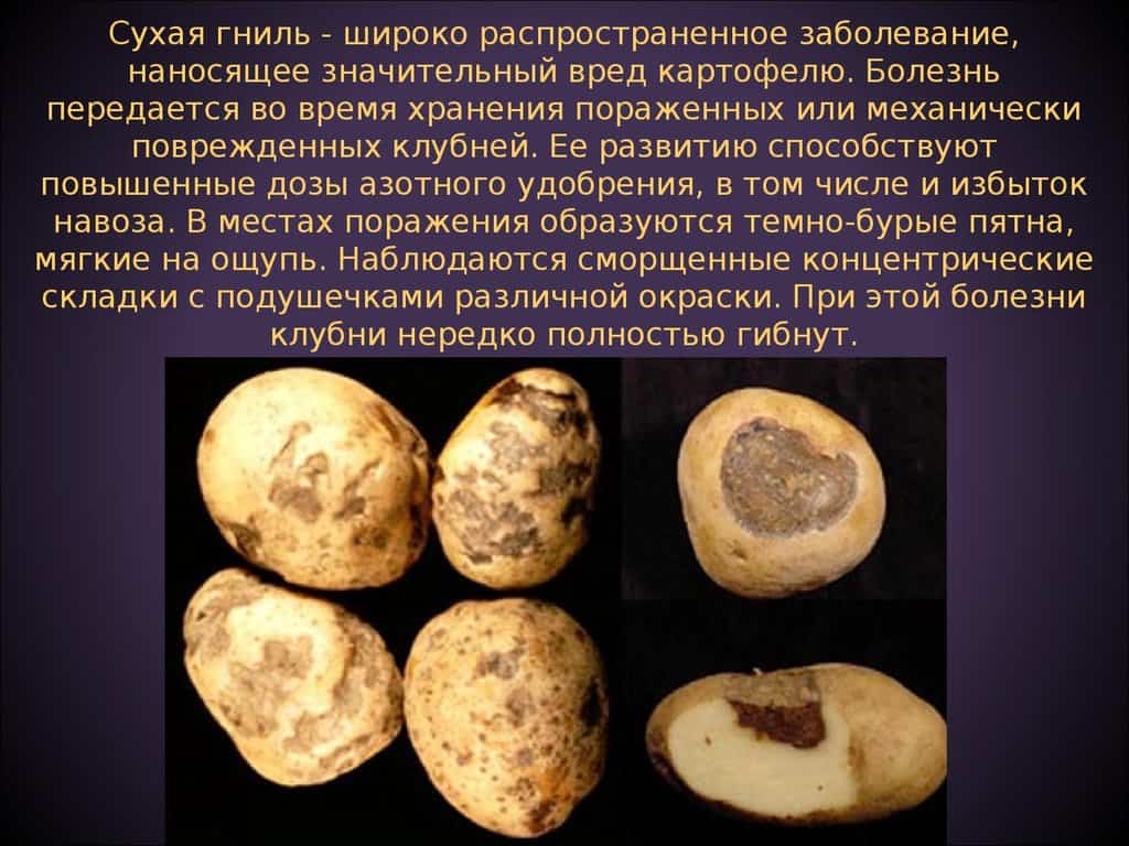 Фузариозное увядание картофеля | справочник по защите растений — agroxxi