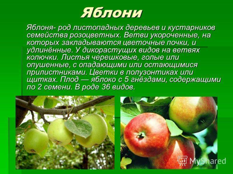 Яблоки семеренко: описание сорта и характеристики, правила посадки и ухода яблоки семеренко