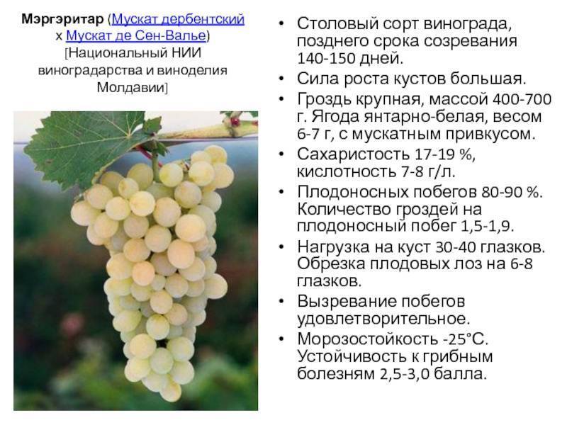 Описание и выращивание винограда сорта красностоп золотовский