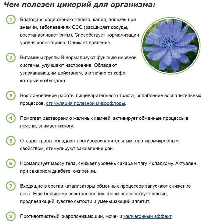 Лечебная сила неприметного цикория: советы по использованию и выращиванию растения