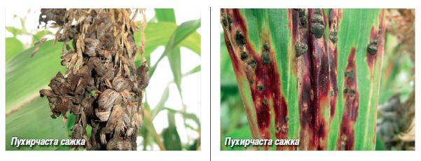 Болезни и вредители кукурузы: описание, фото, симптомы, методы борьбы и профилактики