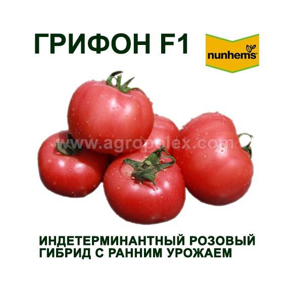 Грифон f1 - томат индетерминантный, 1 000 семян, bayer (байер), германия