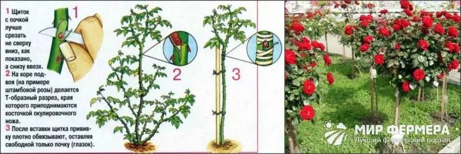 Описание розы сорта сантана и правила посадки и ухода в открытом грунте