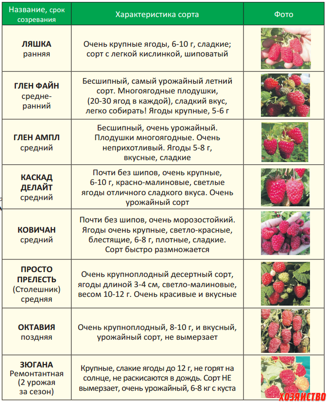 Чем подкормить вишню и черешню осенью (после сбора урожая): осенние удобрения для правильной подкормки