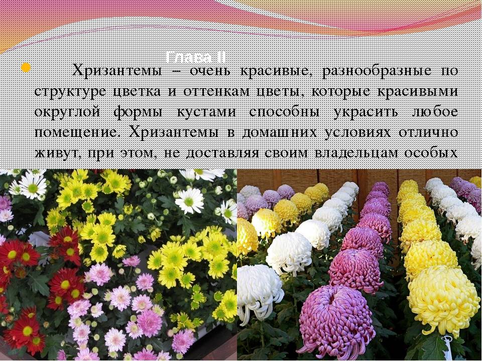 Хризантемы в саду: особенности выращивания в открытом грунте - sadovnikam.ru