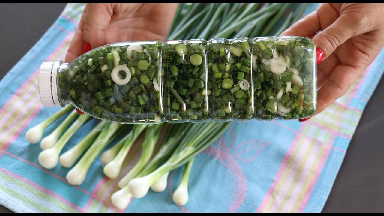Зелёный лук на зиму. пошаговые рецепты приготовления отменной приправы!