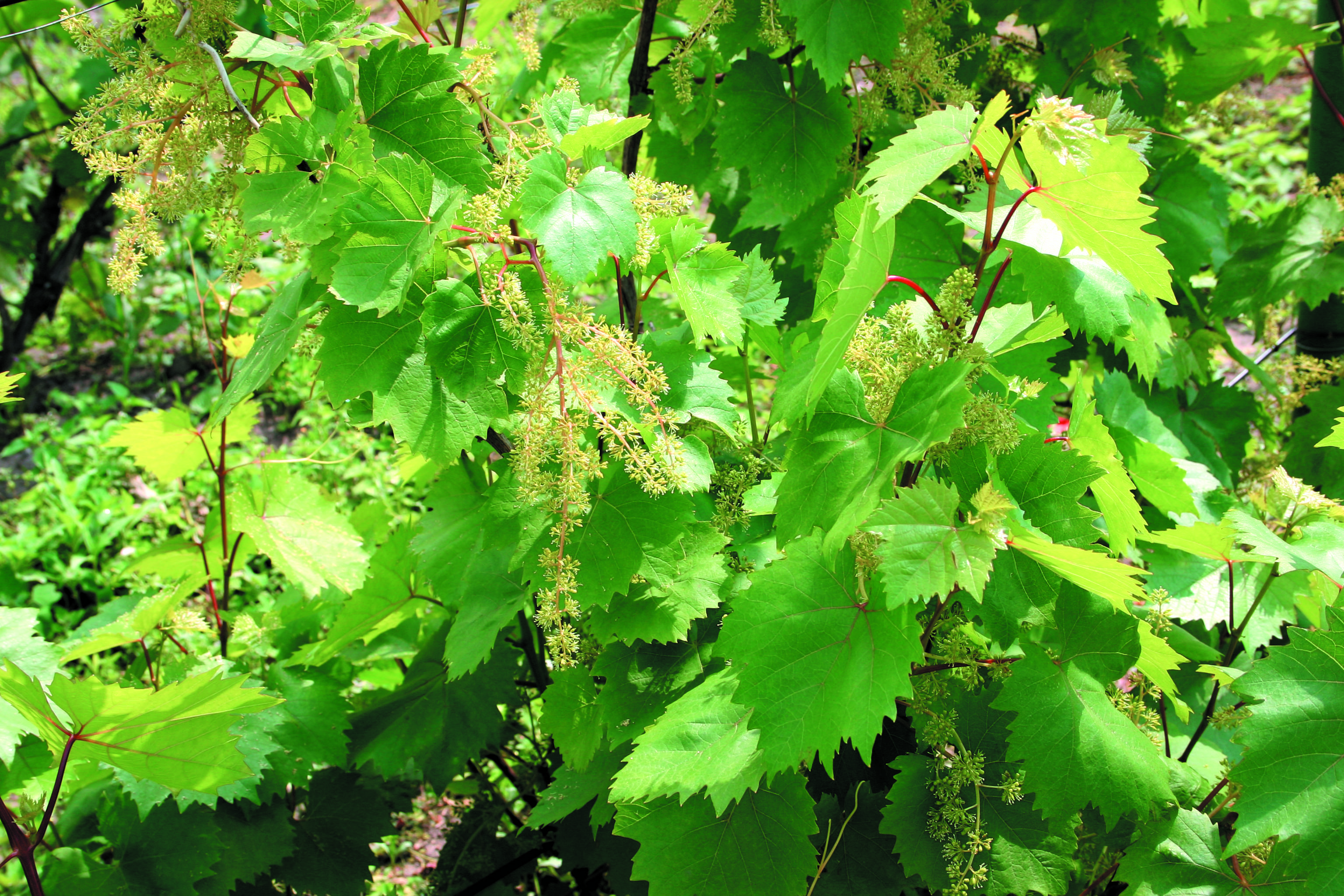 Гроздевая листовертка винограда препараты для борьбы.