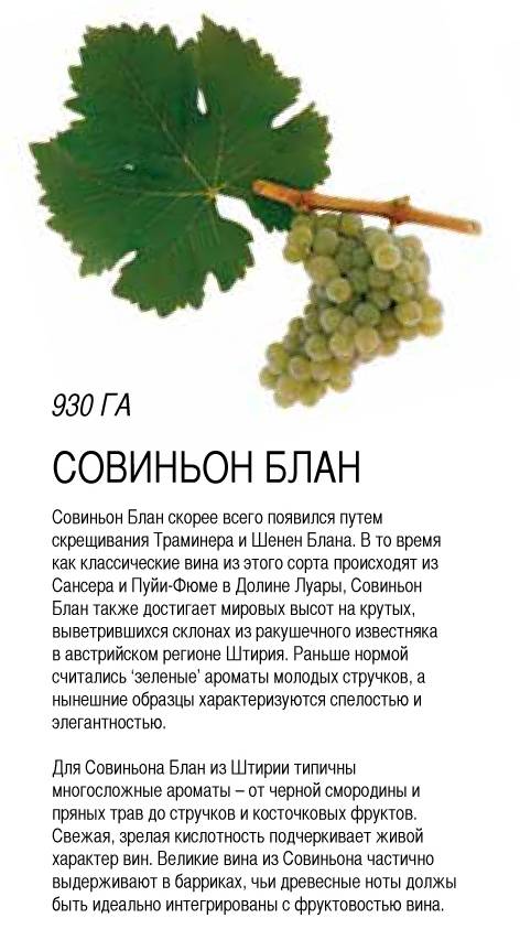 Описание и тонкости выращивания винограда сорта Совиньон