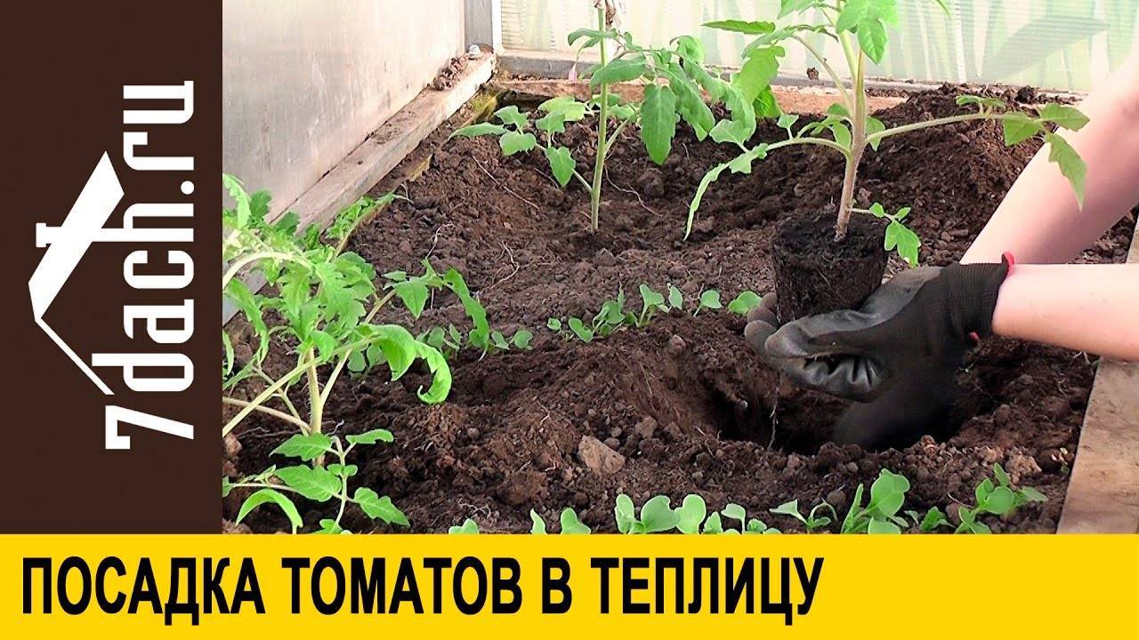 Как вырастить томаты: правила выращивания от выбора семян до сбора урожая - почва.нет
