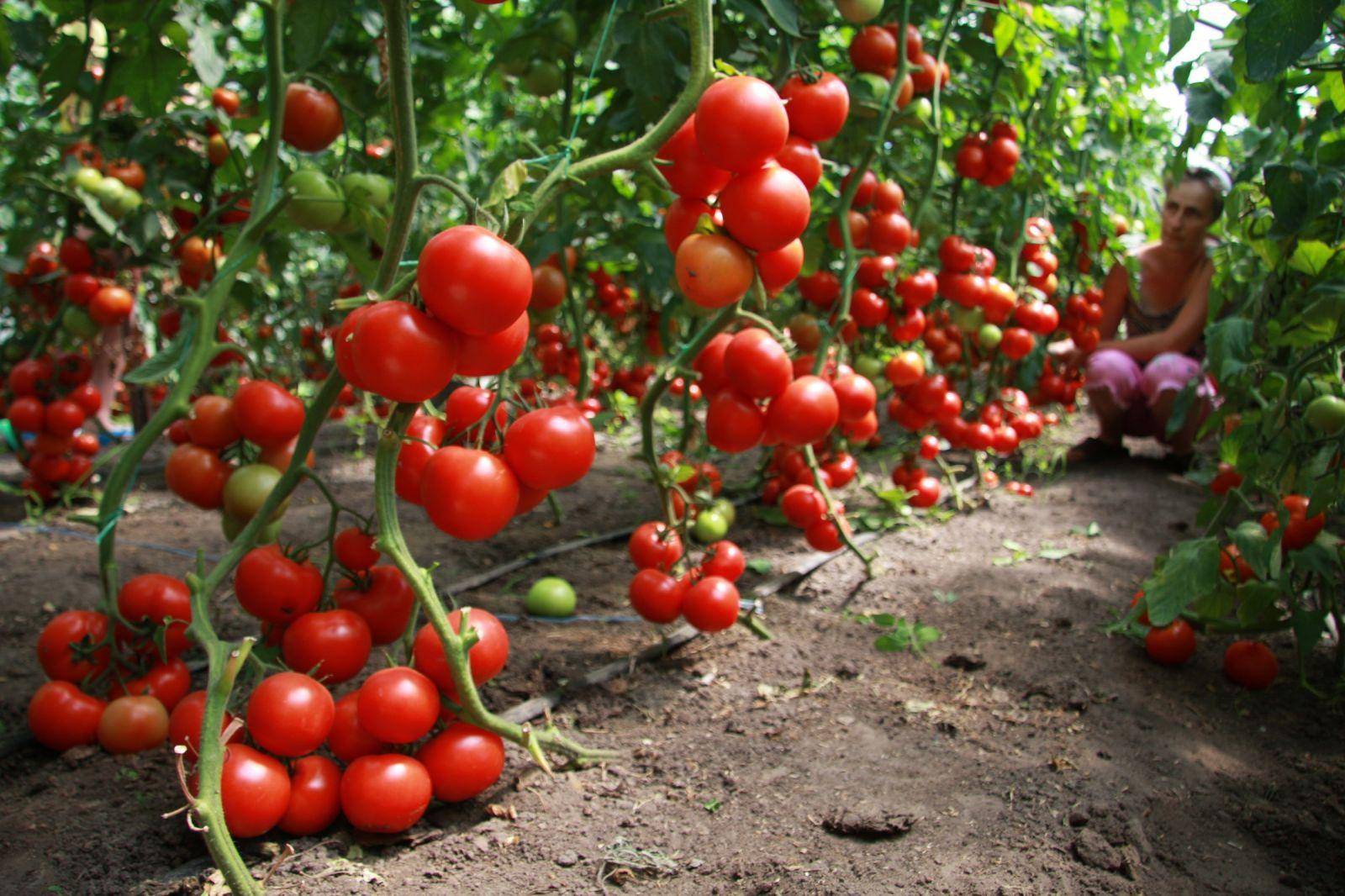 Томаты для краснодарского края для открытого грунта: лучшие сорта помидоров