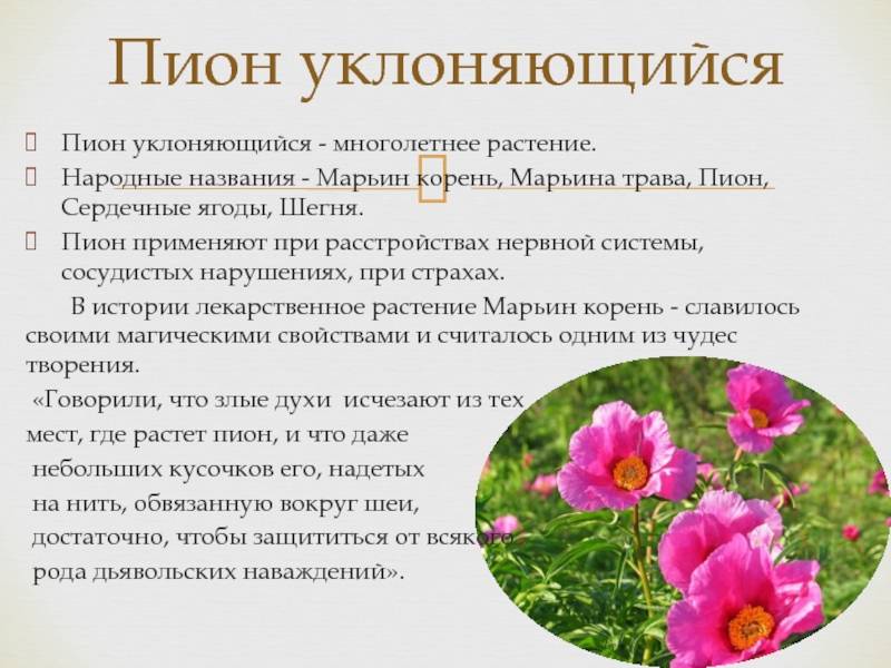 Пион уклоняющийся: описание, лечебные свойства, применение и противопоказания - sadovnikam.ru