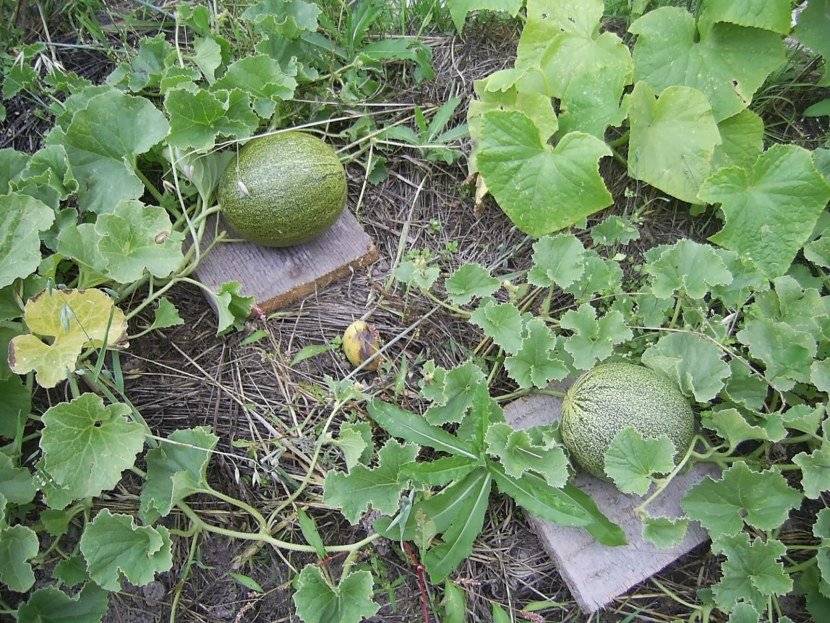 Арбузы и дыни в сибири: сорта, выращивнаие в открытом грунте