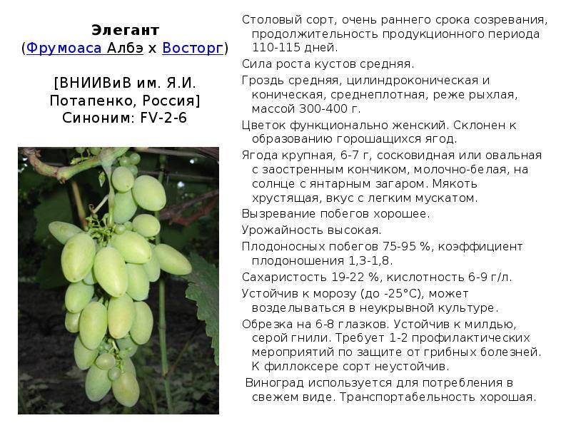 Виноград ливия: описание сорта с характеристикой и отзывами, особенности посадки и выращивания, фото