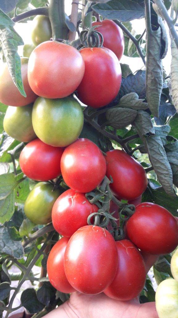 Описание томата солоха и характеристика сорта - всё про сады