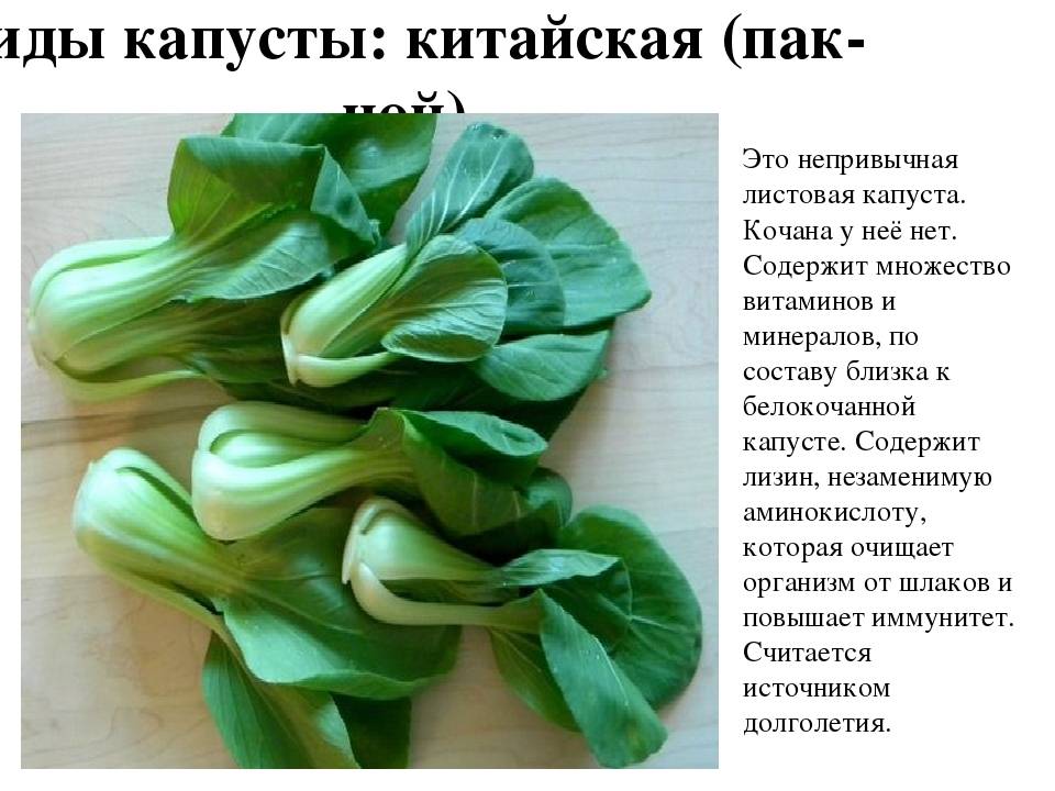 Выращивание листовой капусты кале: популярные сорта, полезные свойства и рекомендации по уходу и овощем