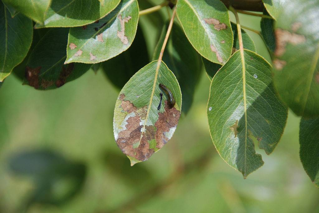 Почему чернеют листья у груши: как лечить, способы и методы борьбы