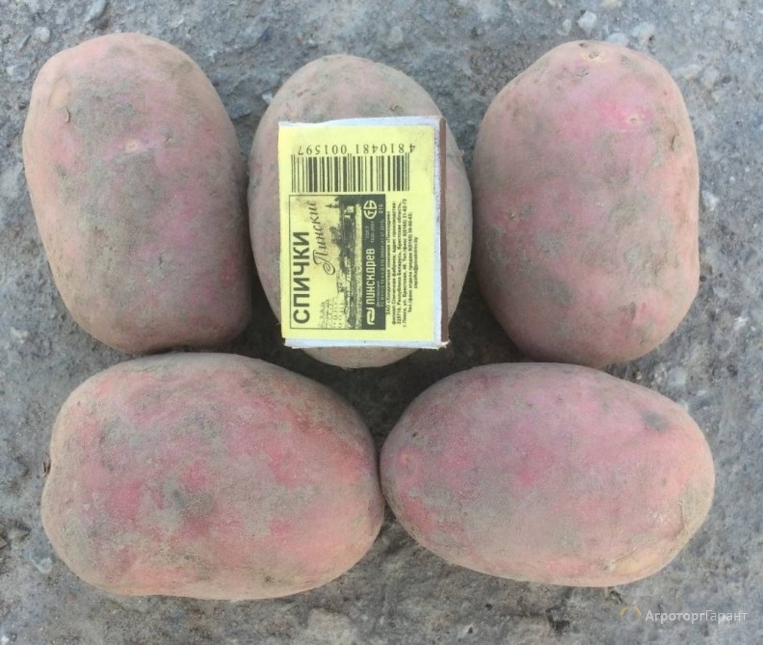 Сорт картофеля «ред леди» – описание и фото