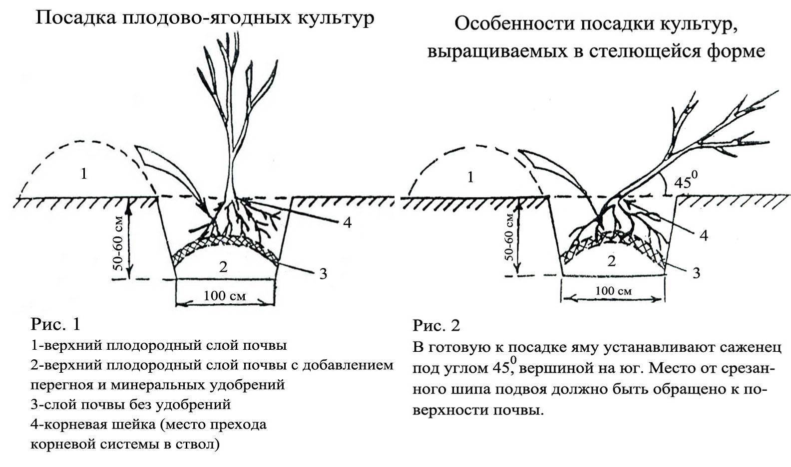 Размножение крыжовника: черенкование весной, летом и осенью, отводками и делением