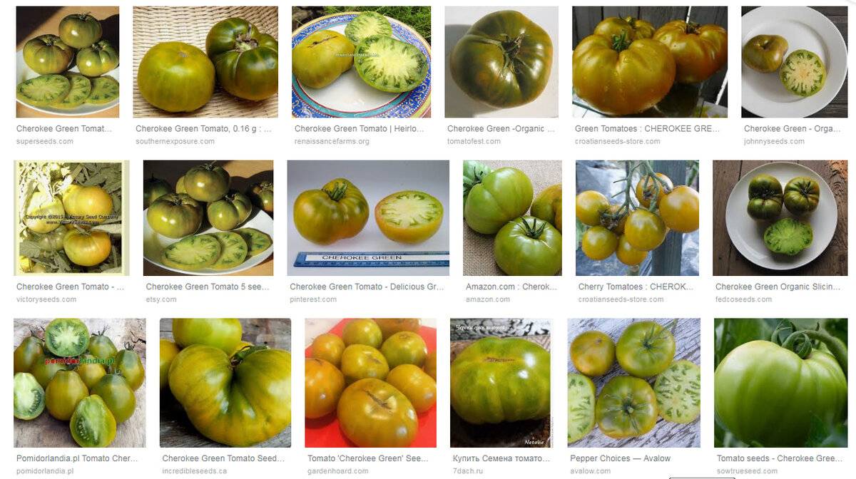 Описание американского томата Чероки Грин золотой и выращивание рассадным способом