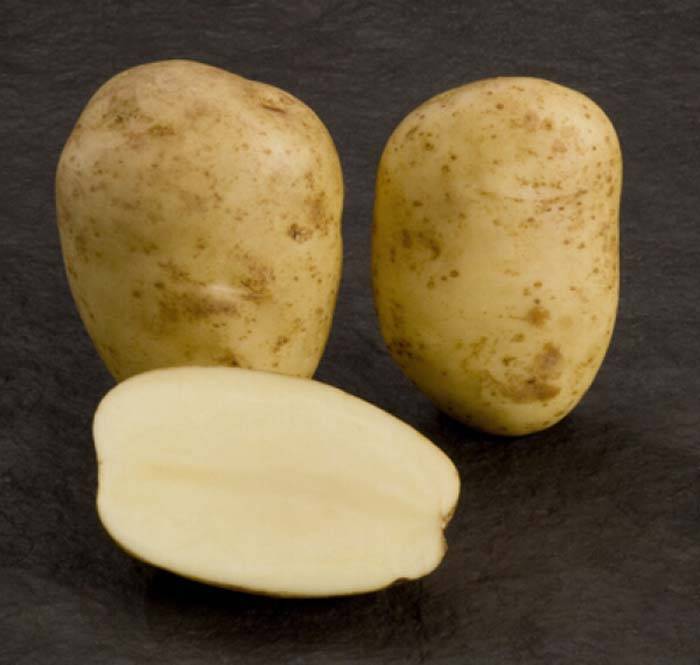 Картофель рогнеда: описание и характеристика сорта, правила выращивания, фото