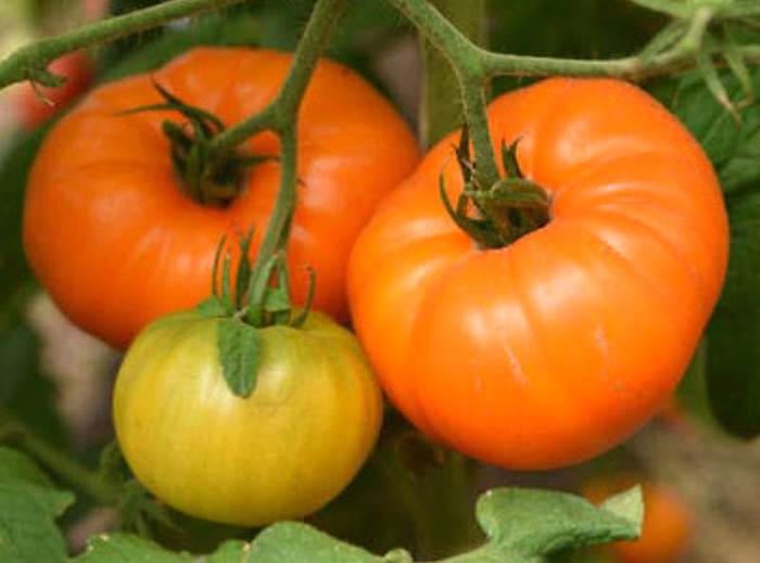 Неприхотливый и урожайный — томат алтайский оранжевый: характеристика и описание сорта
