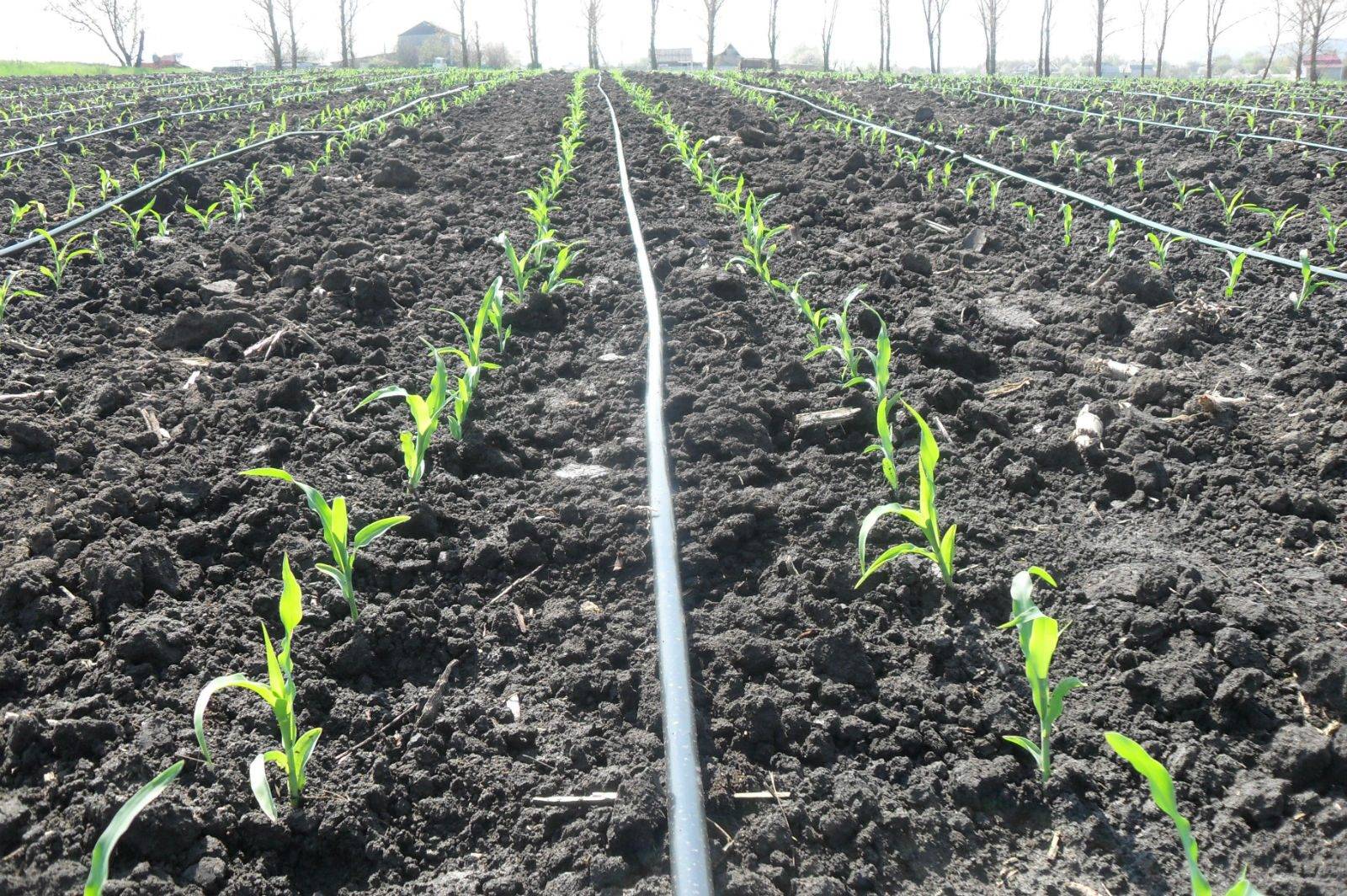 Возделывание кукурузы: технология выращивания от посева до уборки