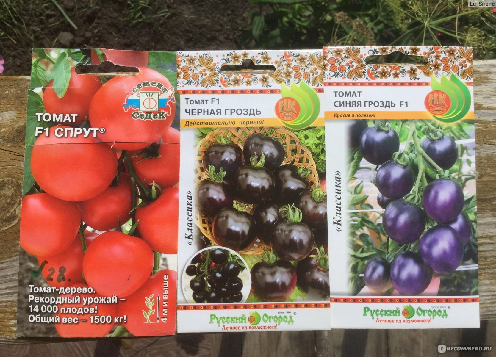 Удивите гостей и соседей необычными помидорами — томат «черная гроздь f1»