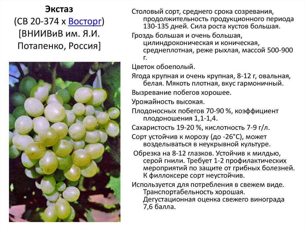 Виноград "сенсация" - описание сорта, фото, отзывы и советы