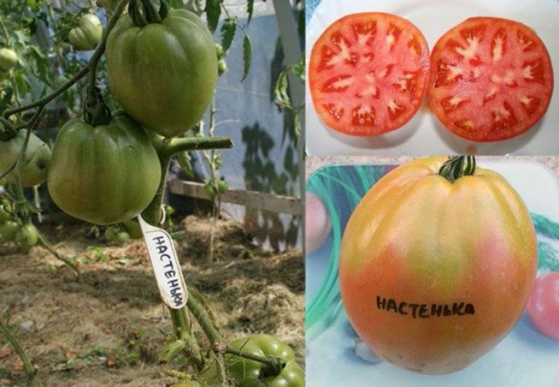Розовые бочонки — томат настя сибирячка: описание сорта, отзывы и советы дачников