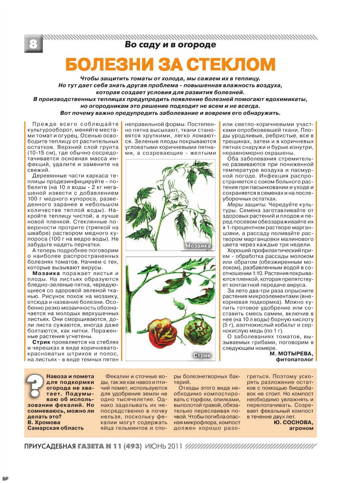 ᐉ столбур  растений, как лечить - roza-zanoza.ru