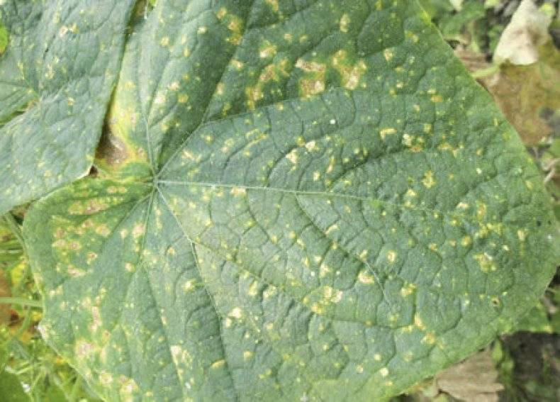 На огурцах ржавые пятна на листьях: причины и способы лечения