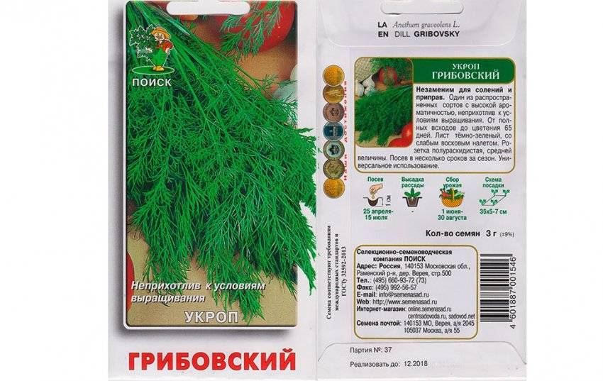 Укроп грибовский: характеристика и описание сорта, фото, отзывы, выращивание