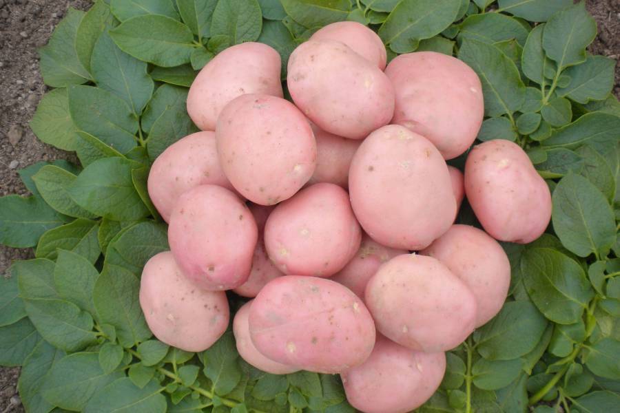 Картофель рябинушка: характеристика сорта, вкусовые качества, урожайность