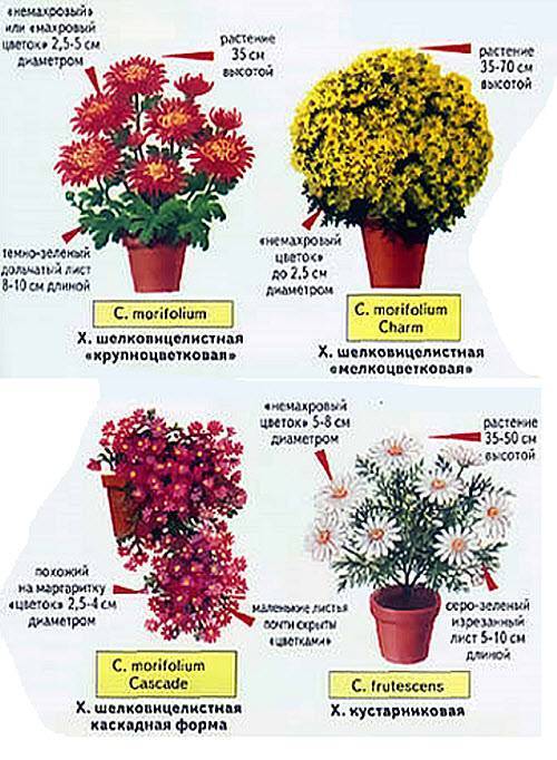 Сорта и виды хризантем: фото с названиями