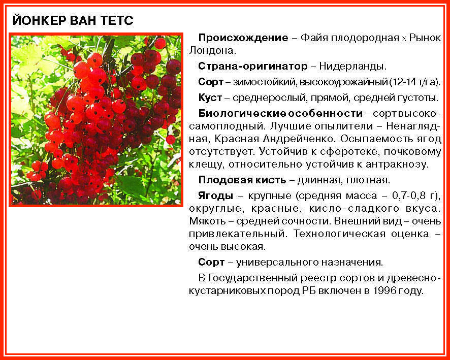 Смородина ненаглядная: описание сорта красной смородины, выращивание - посадка и уход