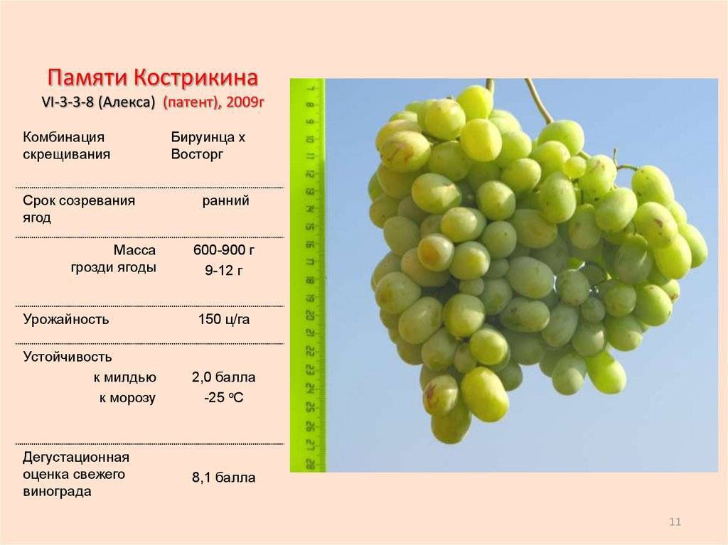 Виноград тасон — столовый раннеспелый и урожайный сорт
