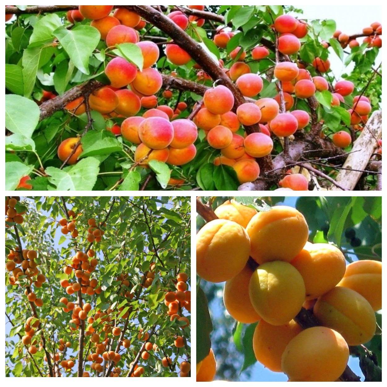 Выращивание абрикосов в средней полосе. зимостойкие сорта. уход. фото — ботаничка