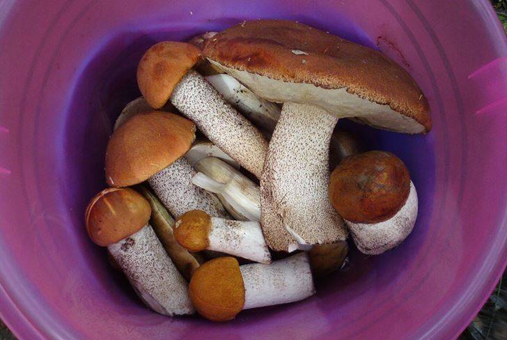 Заготовка подосиновиков на зиму в банках: фото, рецепты приготовления грибов различными способами