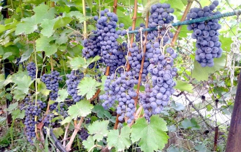 Фаворит виноградарей украины — сорт винограда рубиновый юбилей