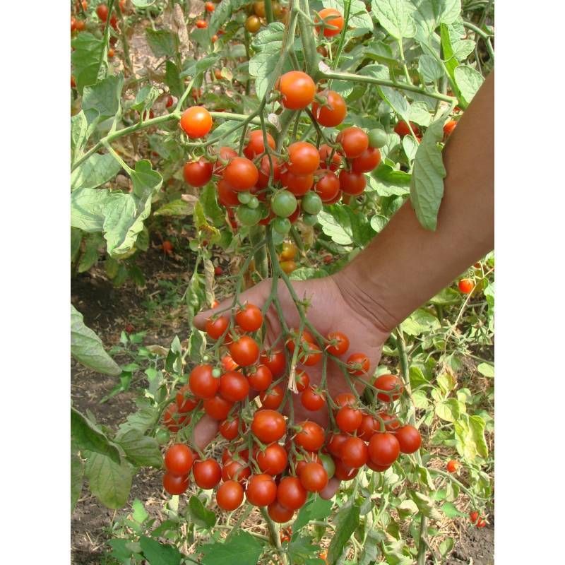 Оригинальный сорт с аккуратными черными черри — томат сахарная гроздь f1: отзывы и описание