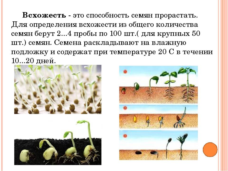 ᐉ как прорастить картофель для посадки – 3 быстрых метода - roza-zanoza.ru