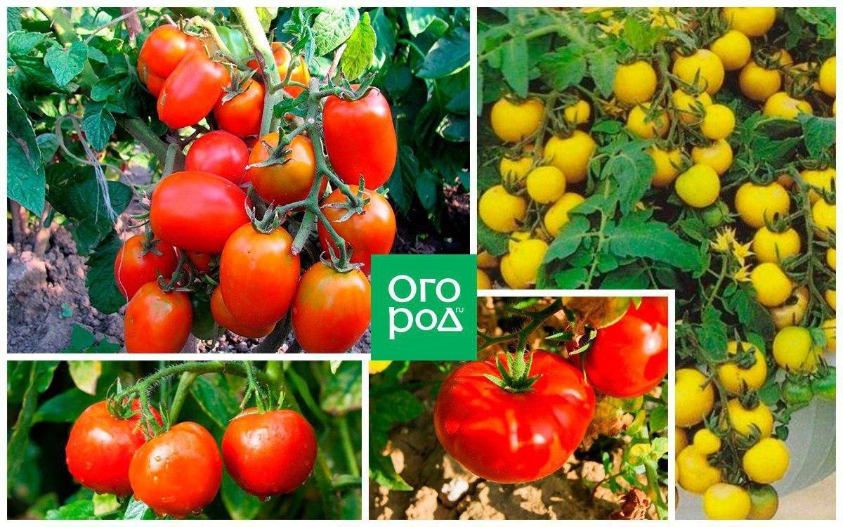 Низкорослые помидоры (томаты) для открытого грунта без пасынкования.