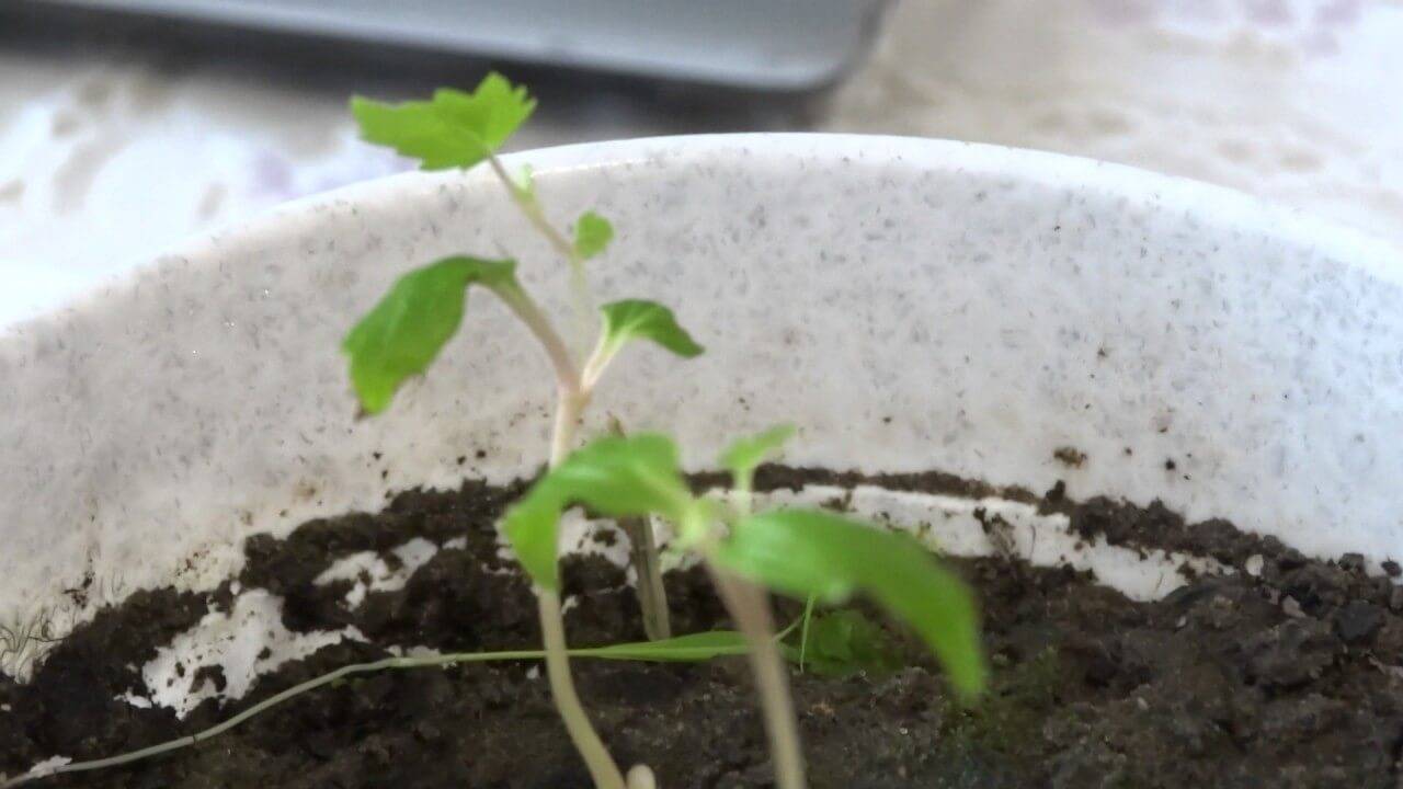 Как вырастить виноград из косточки в домашних условиях: как посадить семена